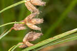 River bulrush